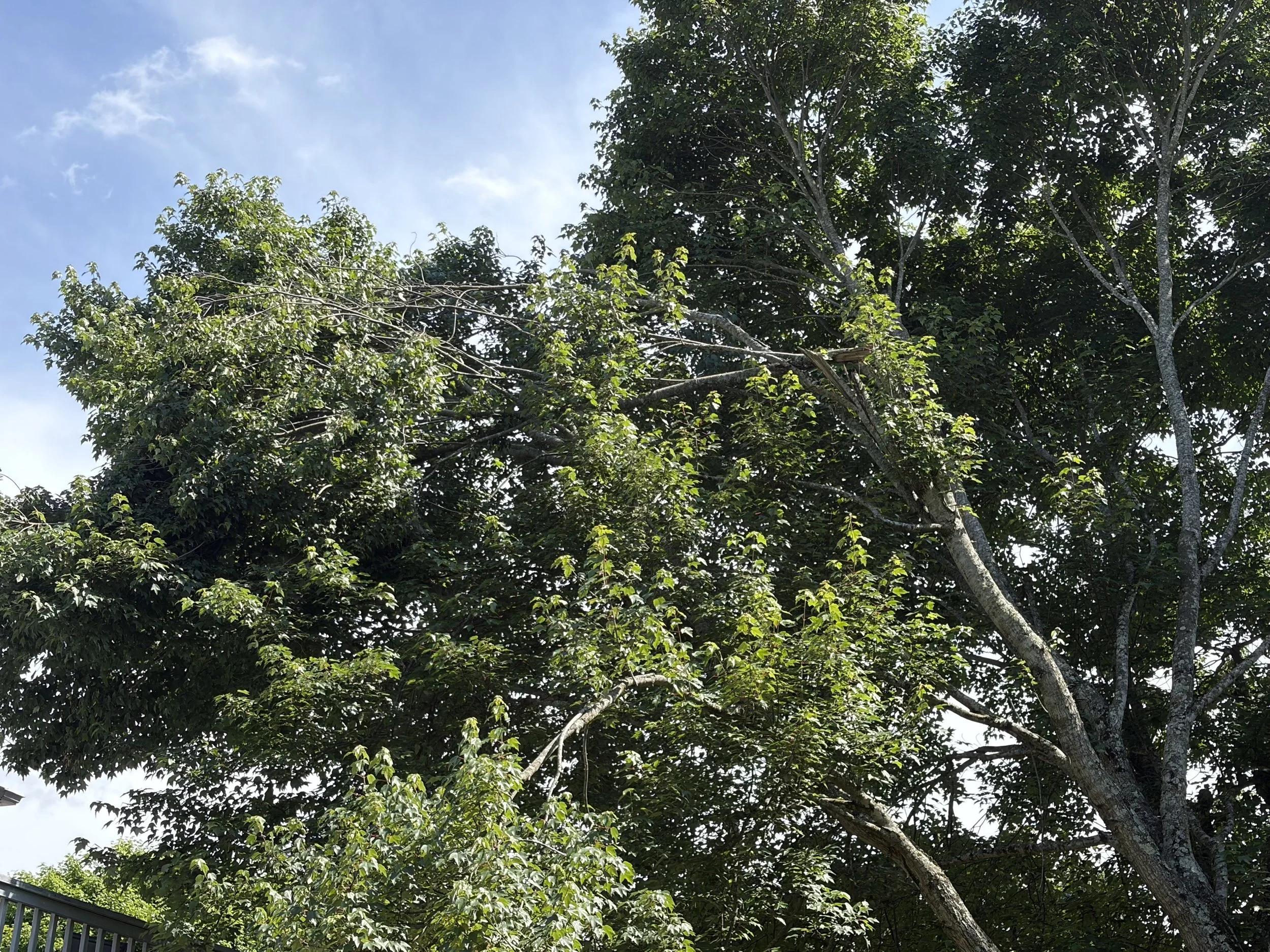 IMG_0325.jpeg