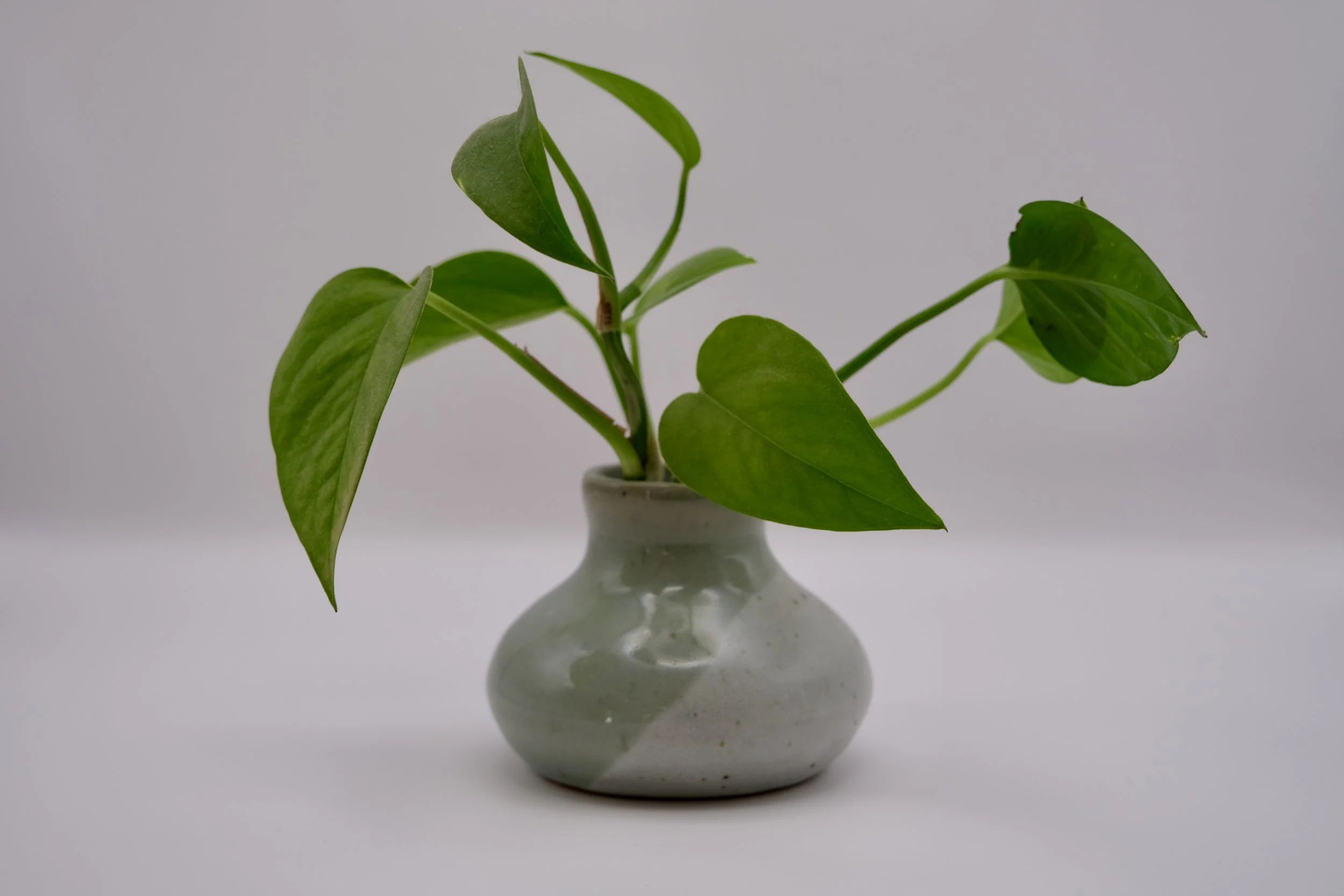 Bud Vase for Shorties
