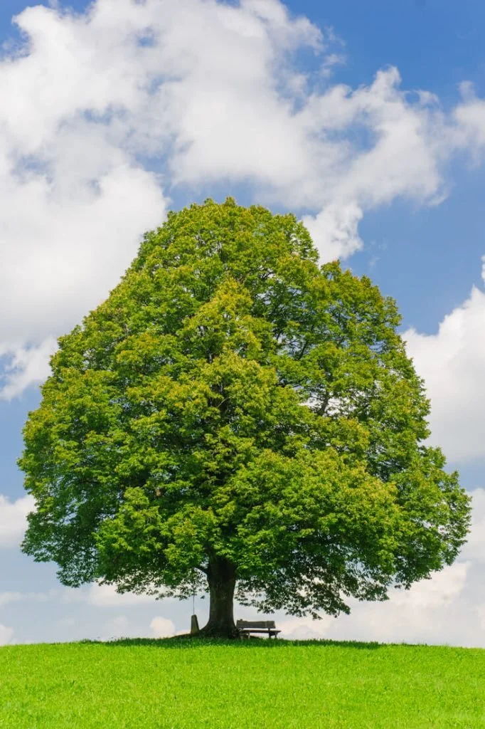 A large green tree with dense foliage standing on a grassy hill under a partly cloudy blue sky, with a bench at the base of the tree.
