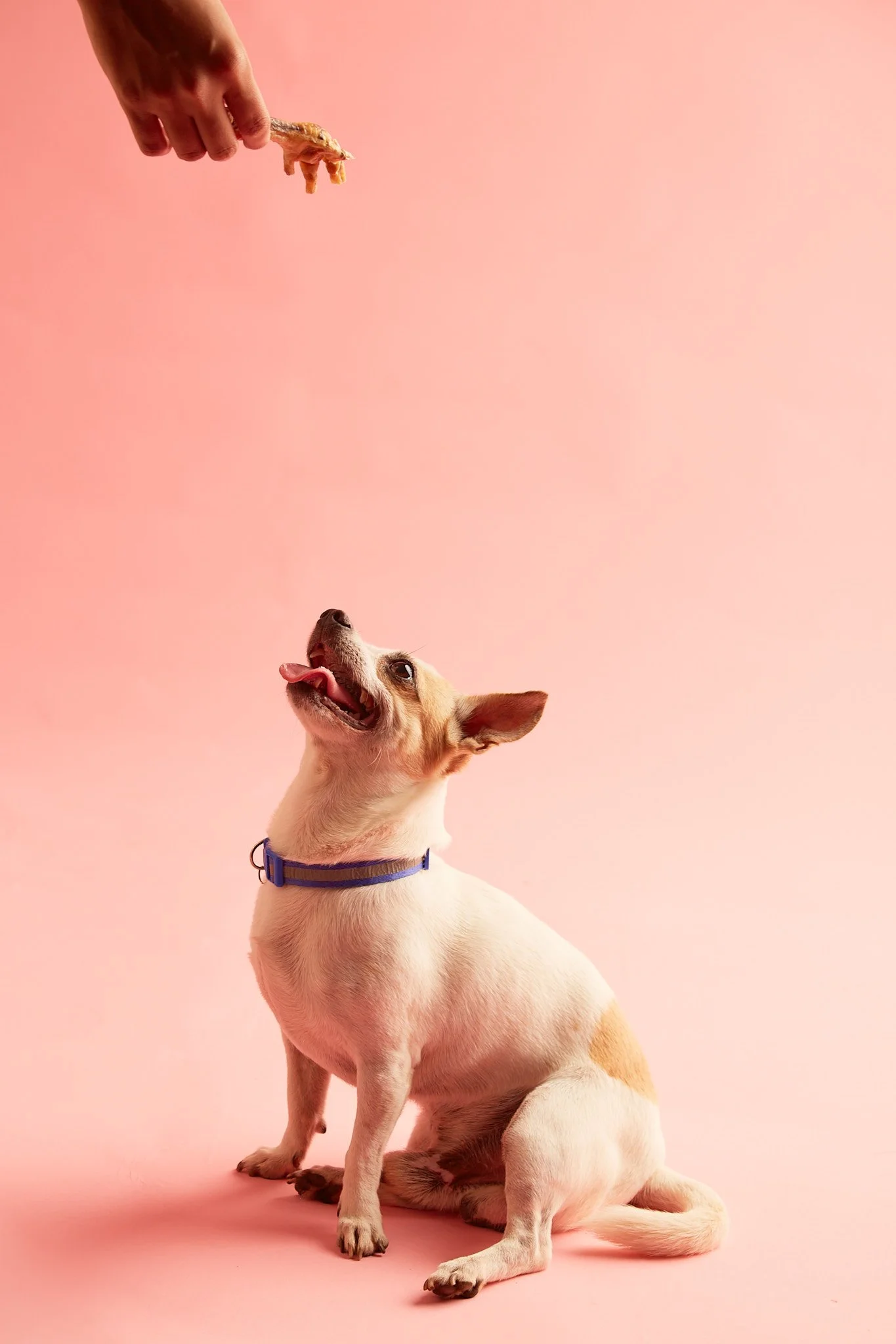 _U5A3615Manuela Monte PAWSITIVE.jpg
