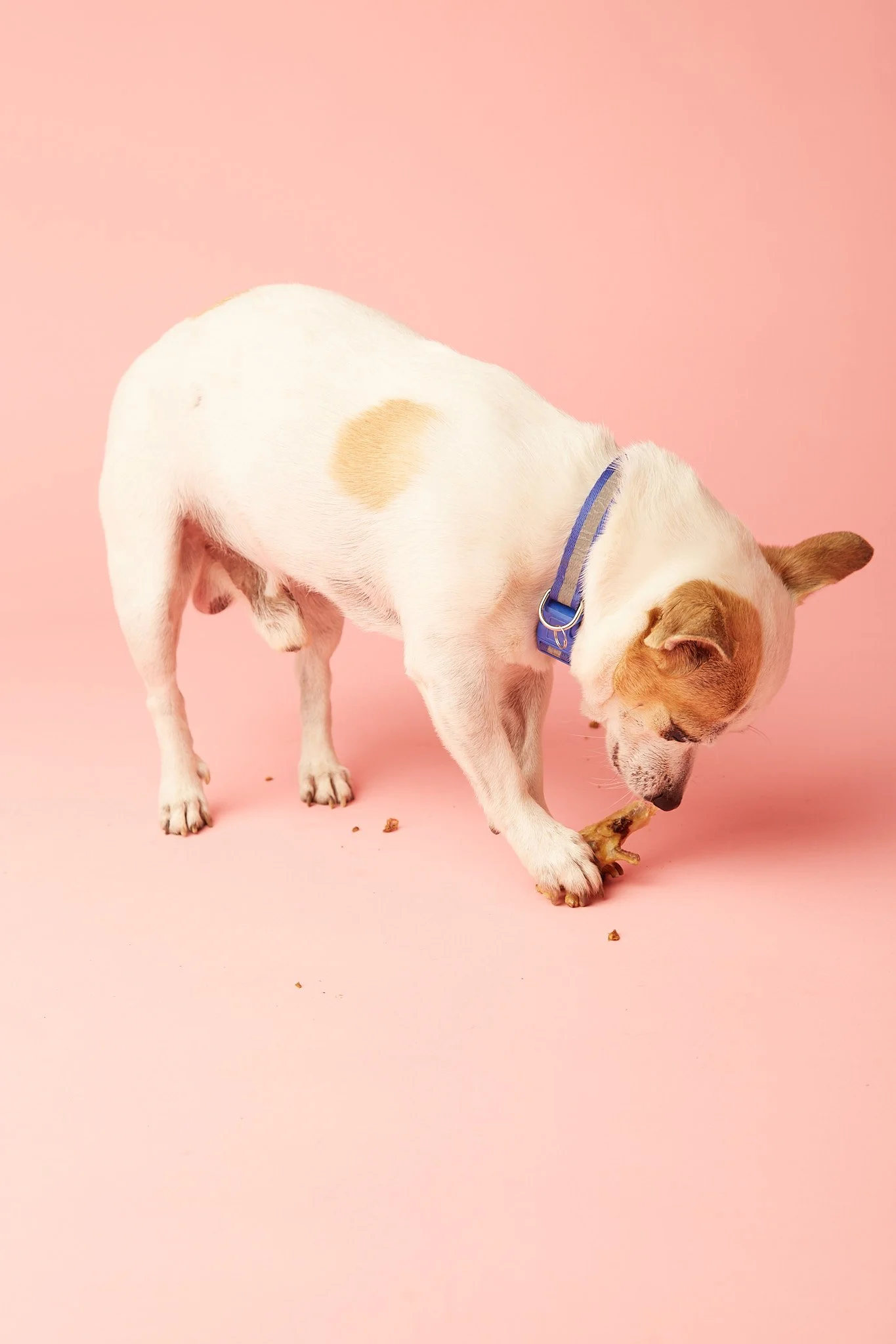 _U5A3723Manuela Monte PAWSITIVE.jpg