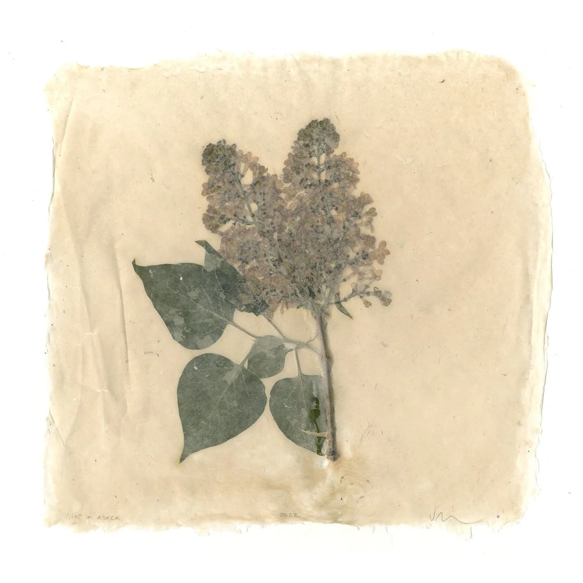 lilac in abaca 2 .jpg
