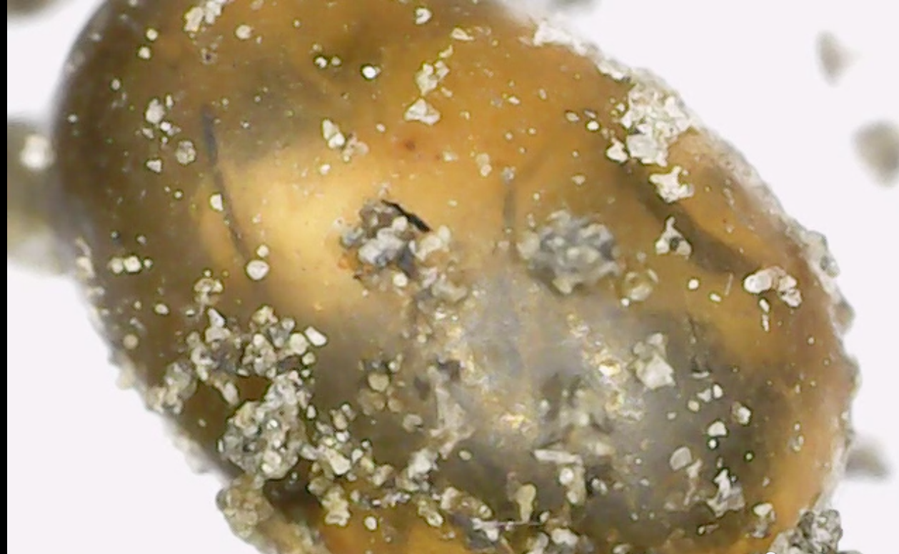 ant egg.png
