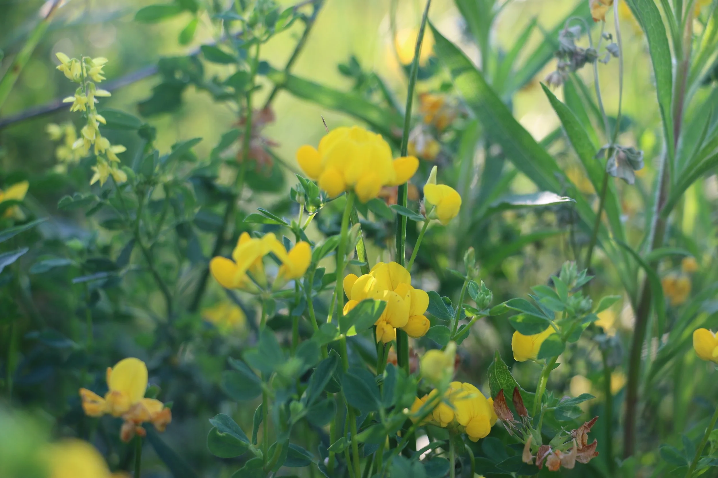 Bird's-foot Trefoil.JPG