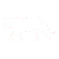 Silhouette of a walking panther or large feline