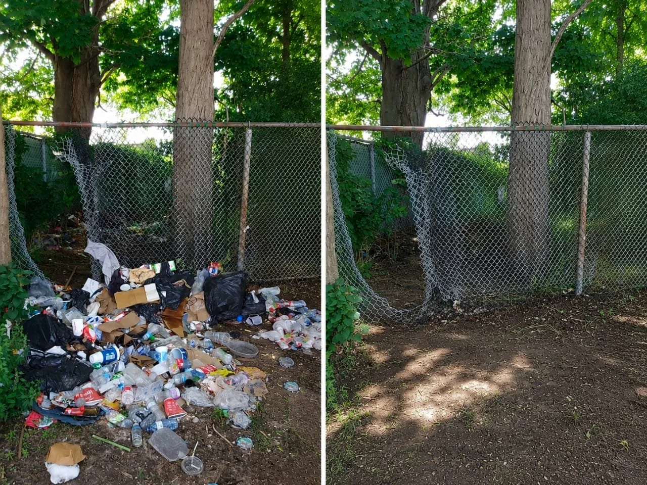 Comparison of a chain-link fence filled with trash and then cleaned, with trees and green foliage in the background.