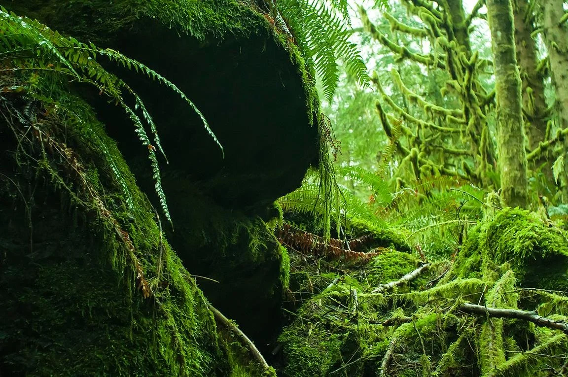 OregonForest_xgaplus.jpg