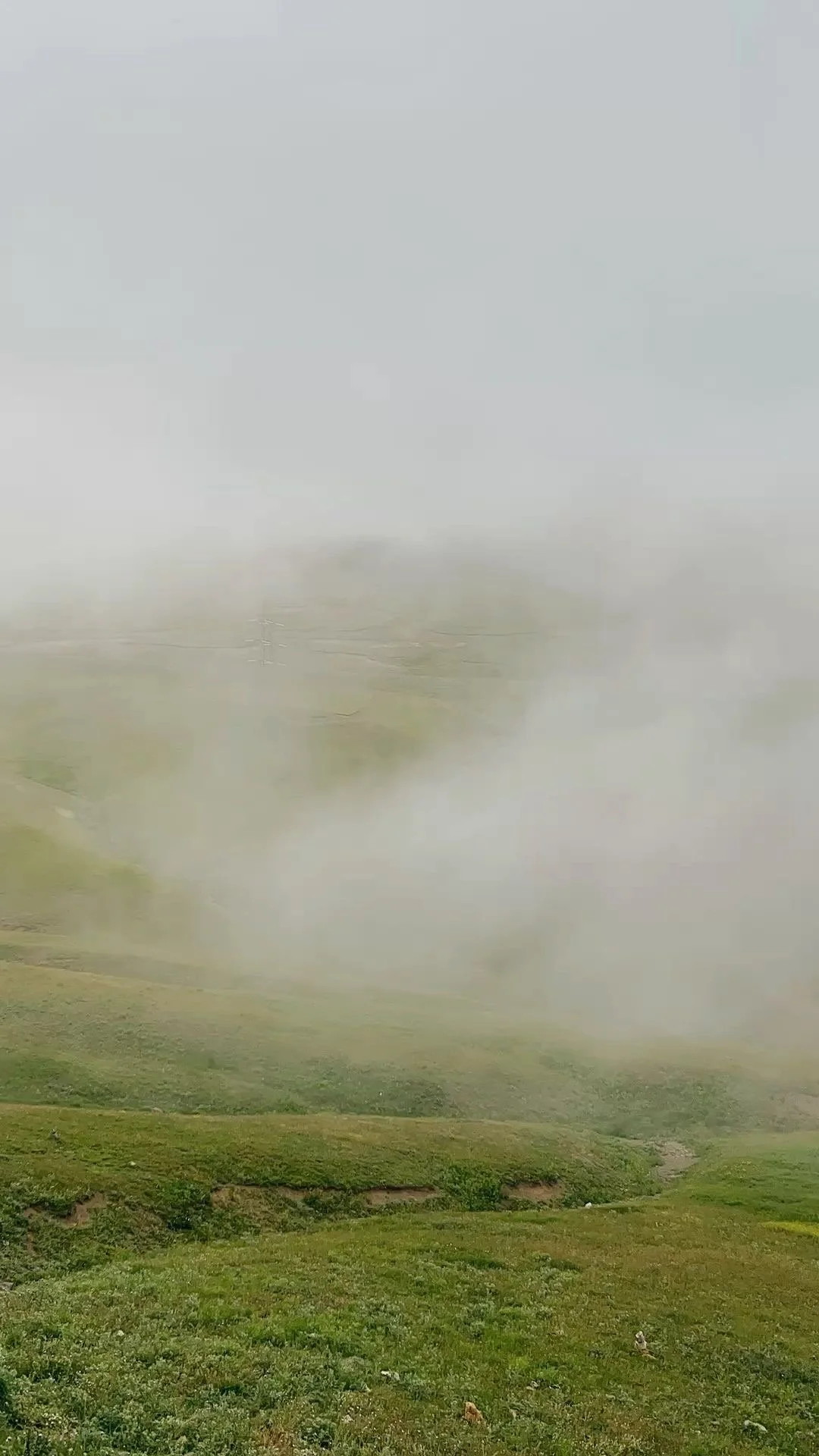 Birds standing on grassy terrain with fog and cloudy sky in the background.