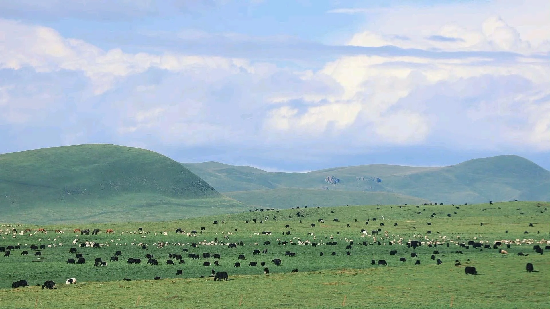 Green rolling hills with grazing cows and sheep under a partly cloudy sky.