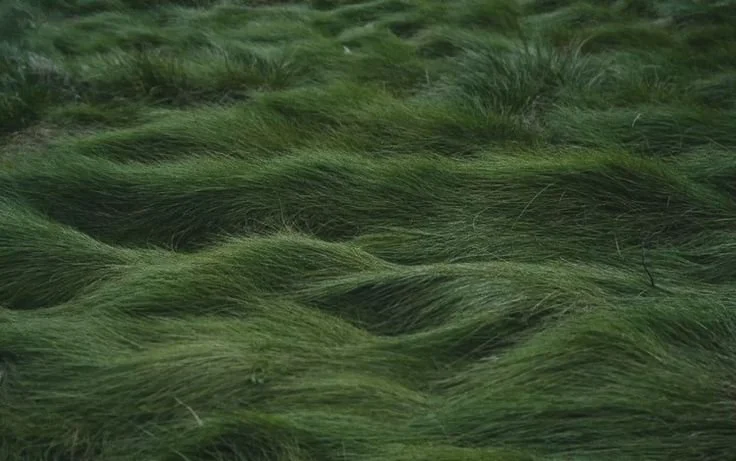 Close-up of green grass or plant blades flowing in the wind.