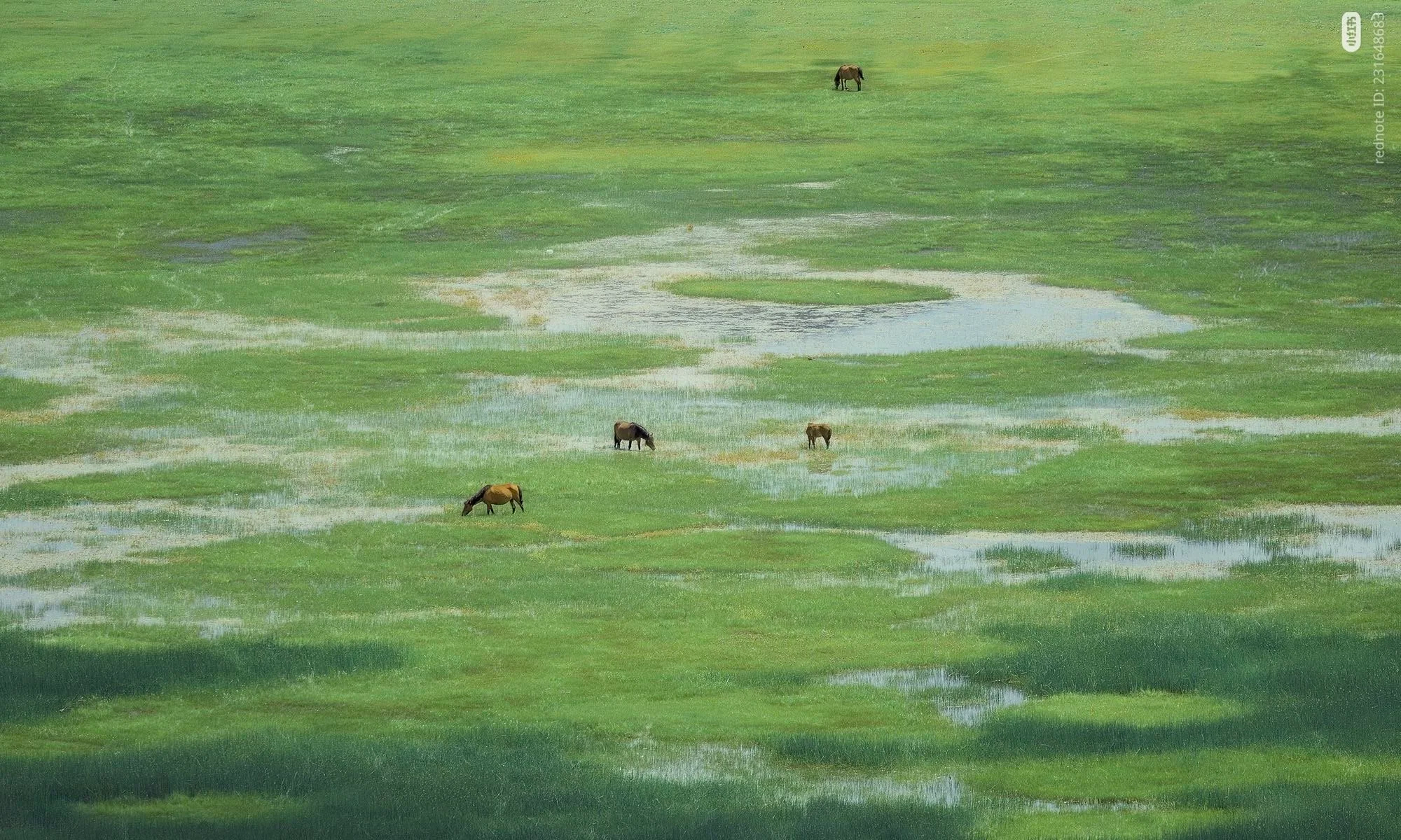A landscape of green grassland with puddles of water and five horses grazing in the distance.