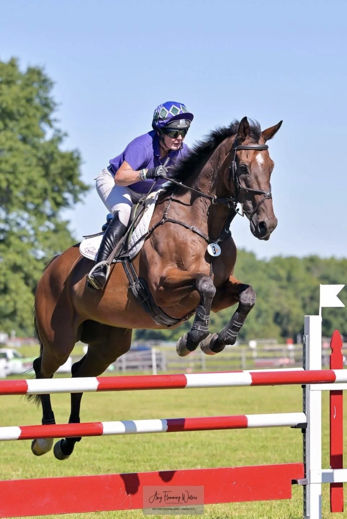 A woman wearing a purple shirt, white riding pants, black riding boots, a helmet, and sunglasses is riding a brown horse during a show jumping event. The horse is jumping over red and white poles on a grassy field with trees in the background.