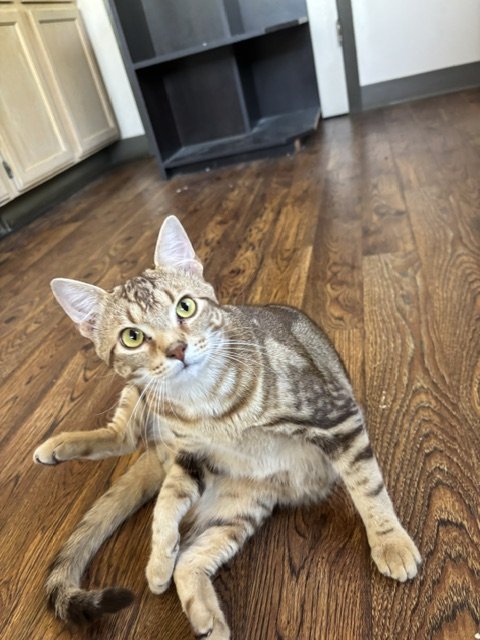 Gray tabby cat with yellow eyes lying on a wooden floor in a room with cabinets and a black shelf.