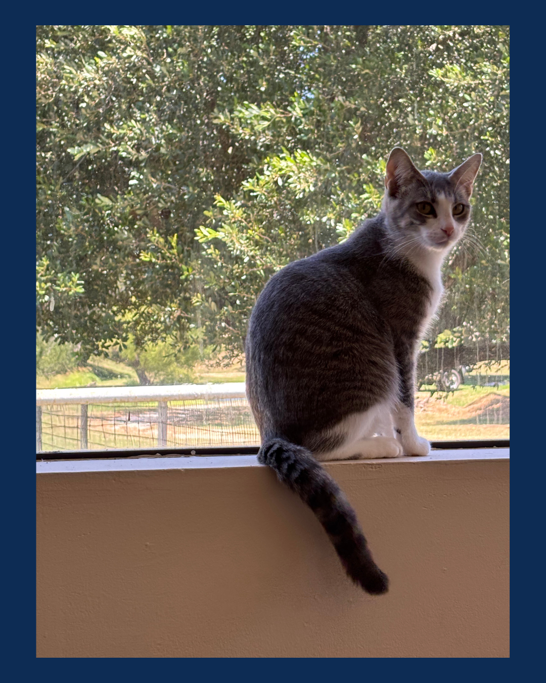 A gray and white cat sitting on a windowsill, looking outside at a lush green yard with trees.