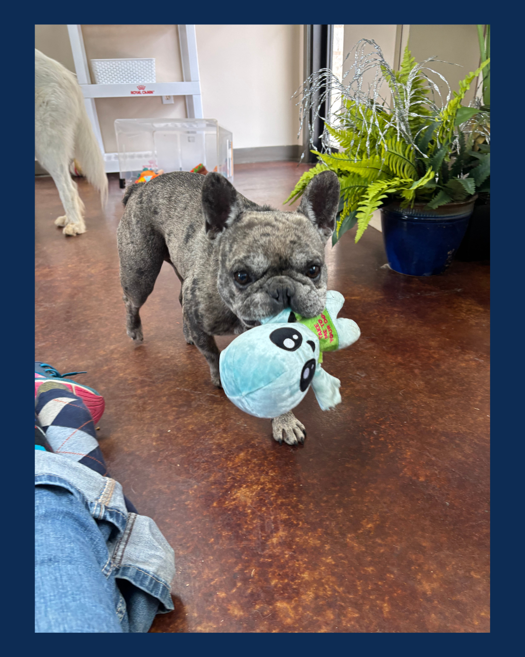 A French Bulldog puppy holding a stuffed toy in its mouth, walking on a brown floor indoors with a potted fern and another dog in the background.