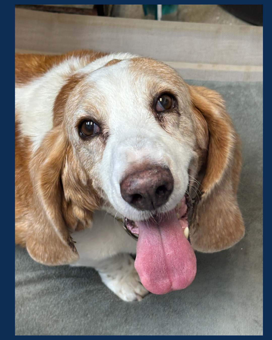 Close-up of a happy, elderly Basset Hound with droopy eyes, long ears, and its tongue hanging out, sitting on a gray surface.