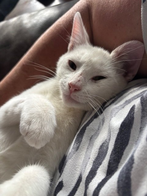 A white cat lying on a person's arm, resting its head on a striped fabric, with one paw stretched out.