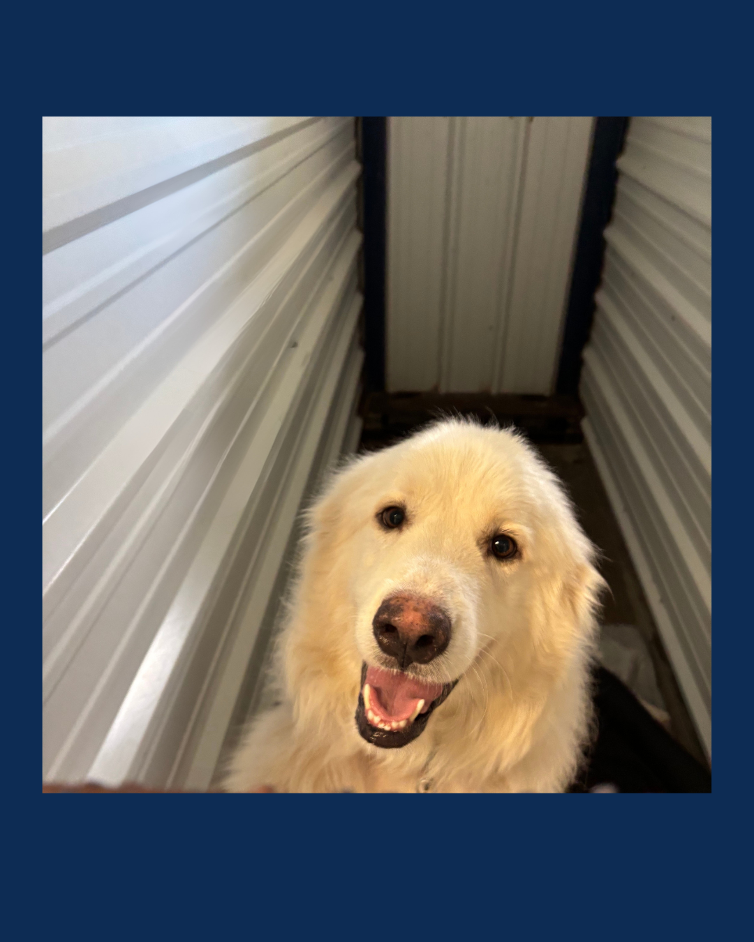 A happy golden retriever dog looking up at the camera inside a dog kennel.  Our kennels were designed by a veterinarian to make sure each kennel is safe, clean and climate controlled.
