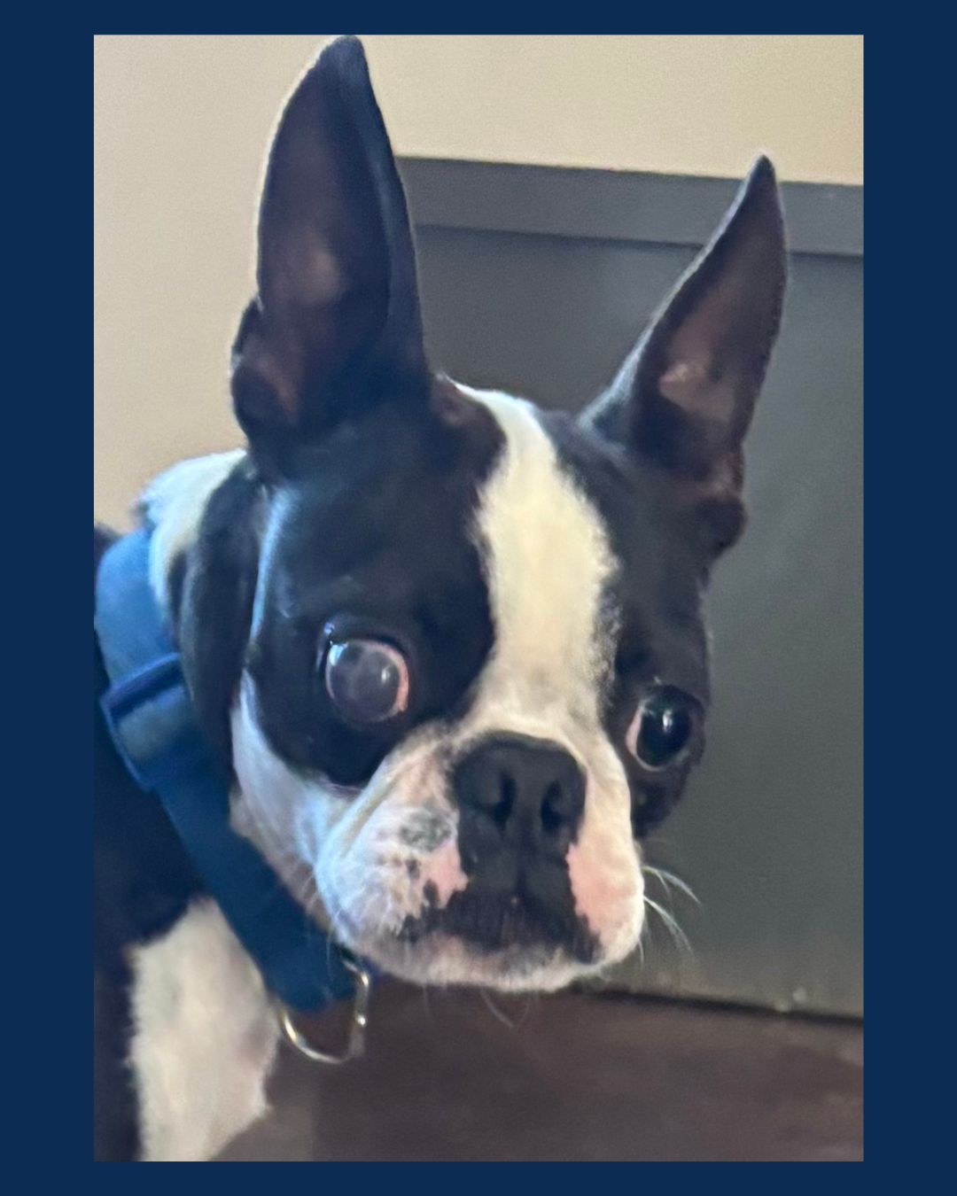 Close-up of a black and white Boston Bulldog dog with large ears, wearing a blue collar, sitting indoors.
