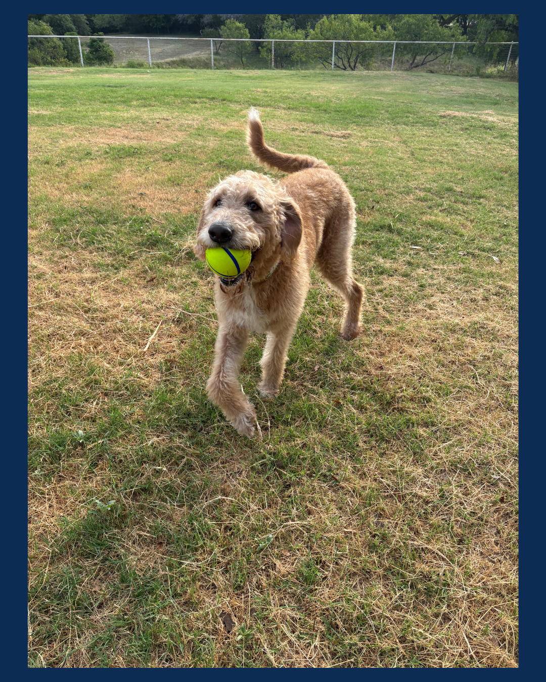 Social Time and Play time with compatible dogs