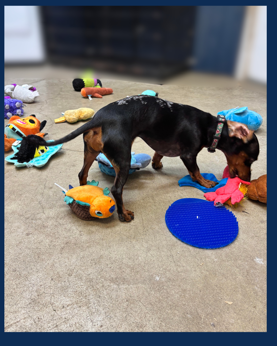 Dog Day care activities
