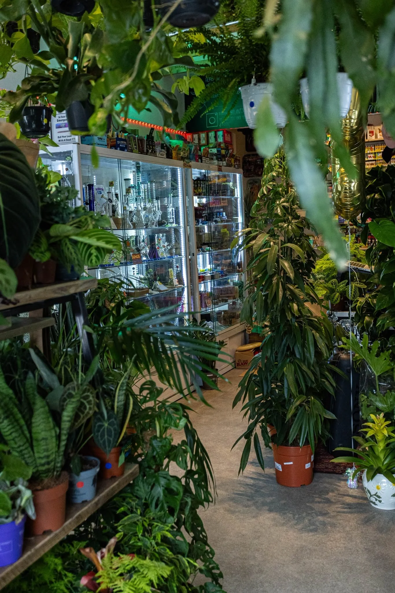 Plants &amp; Paper