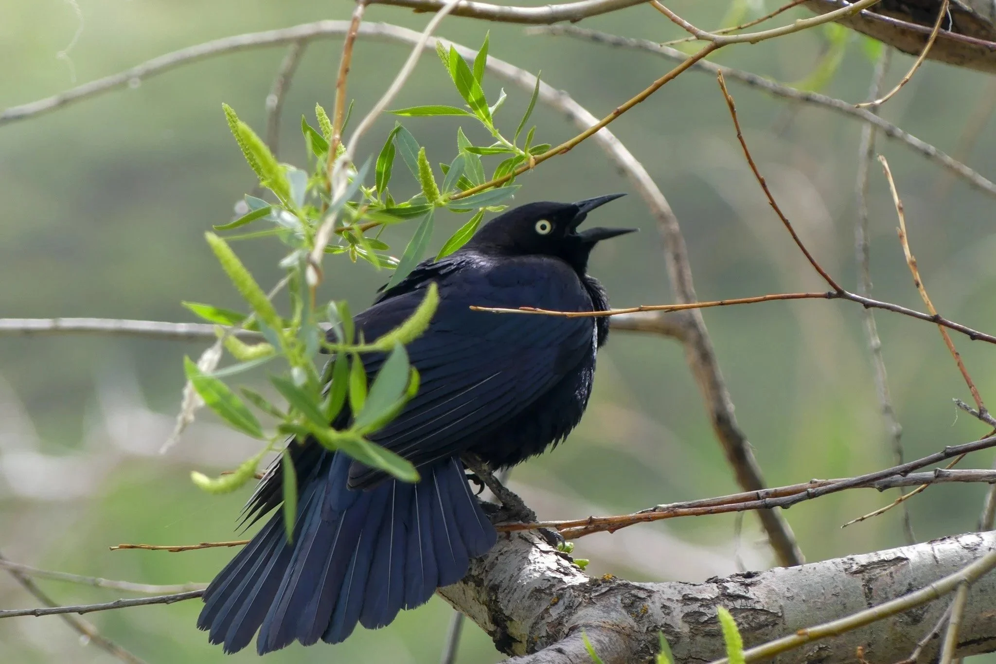 wildlife