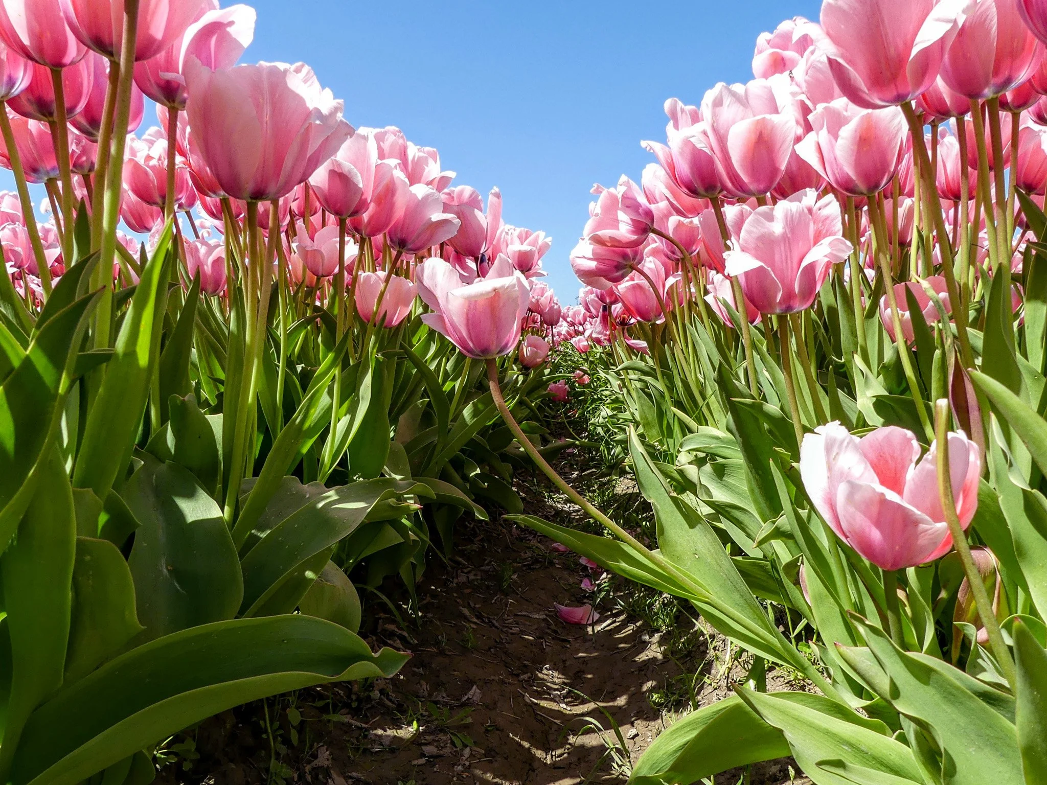 tulips in bloom