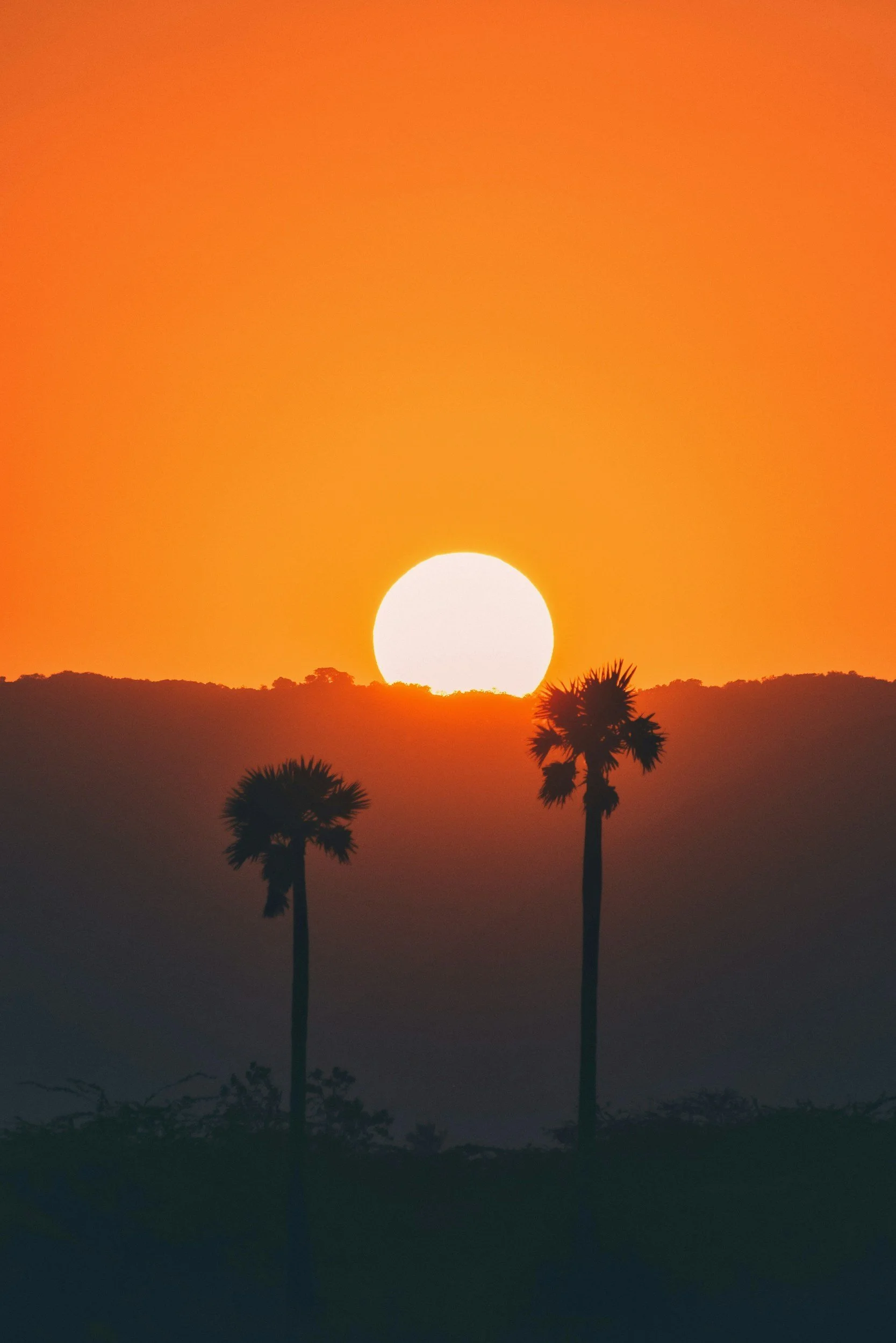 Silhouettes of three palm trees against an orange sunset sky with the sun near the horizon.