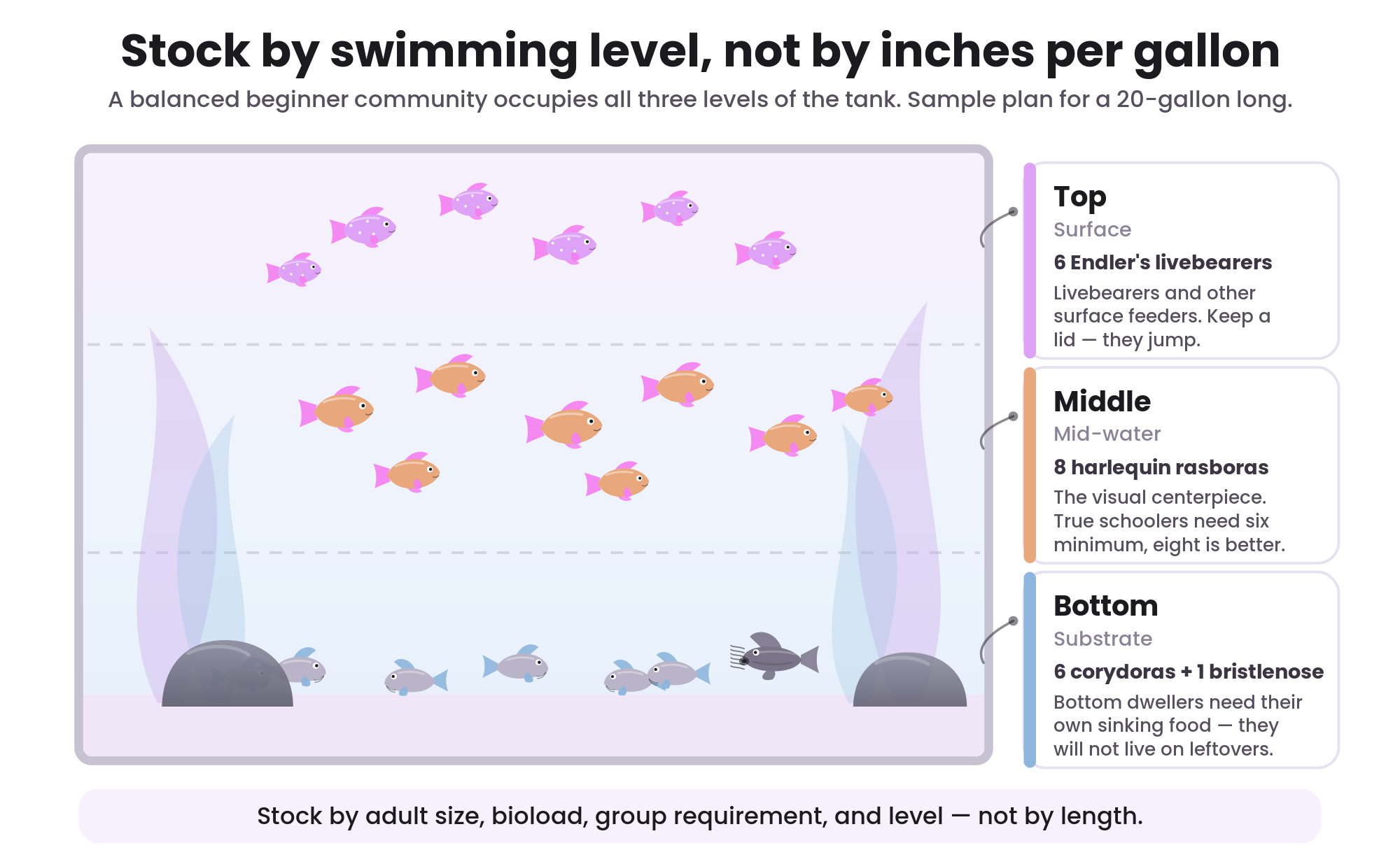 Illustrated cutaway showing top, middle, and bottom aquarium swimming levels for stocking