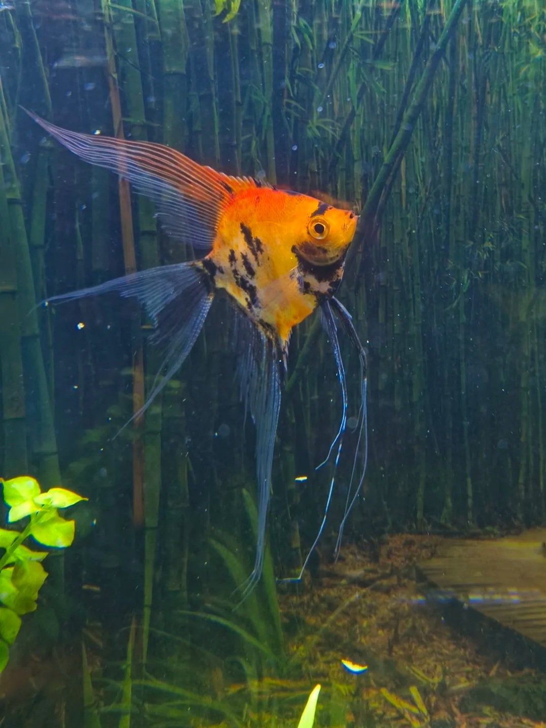Coming soon, veil tail high coverage Koi Angelfish.
