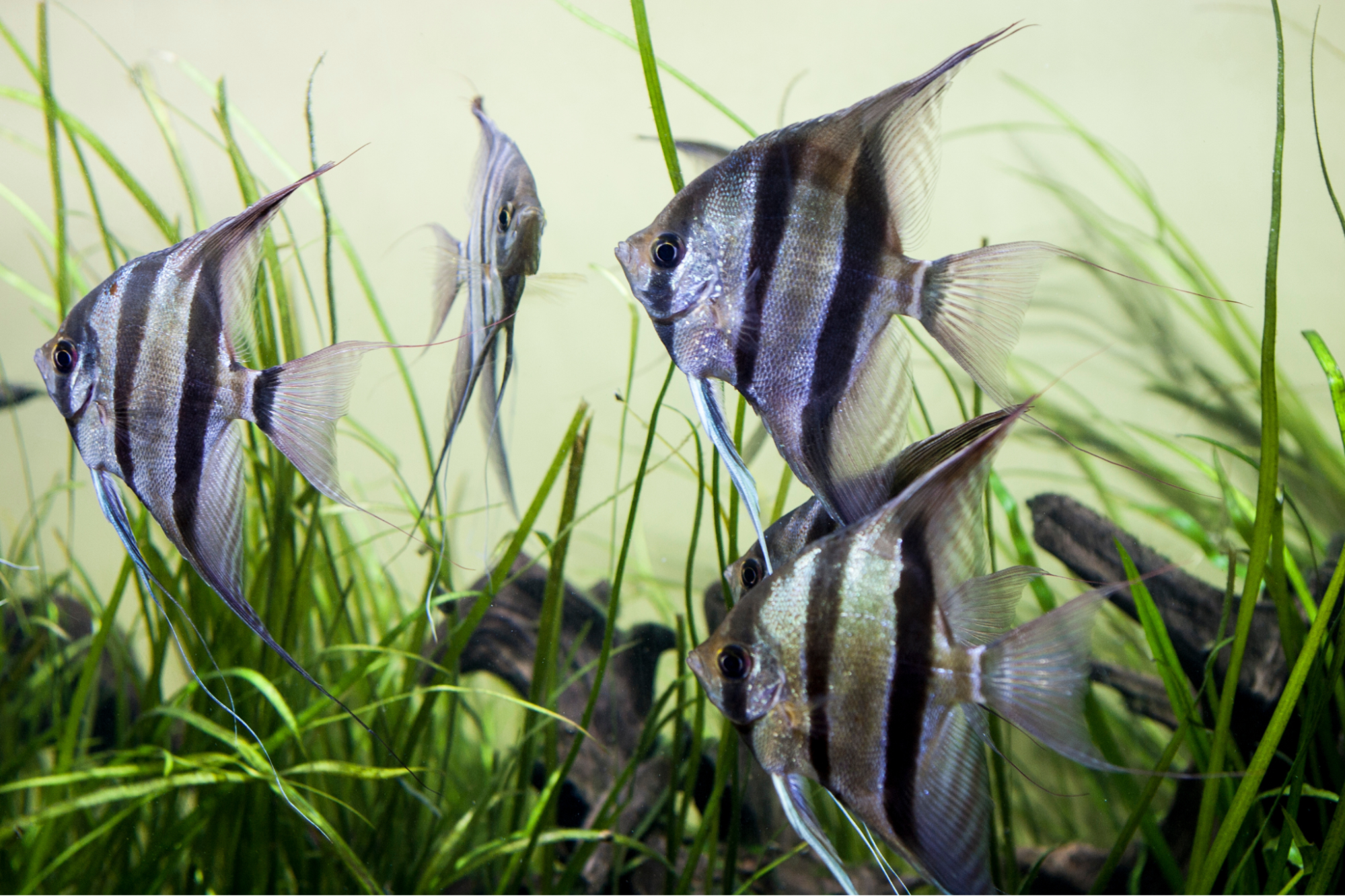 Aquarium setup with angelfish swimming peacefully in a planted tank