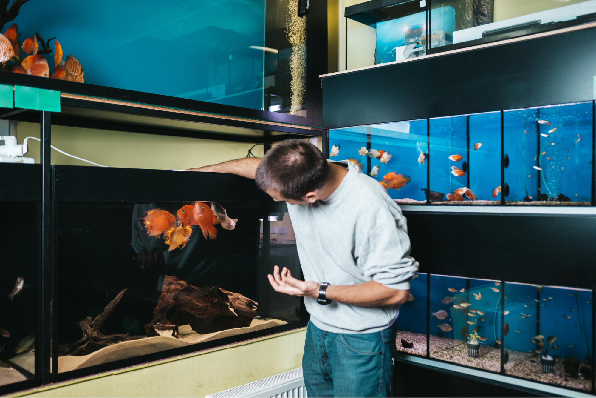 Man performing routine aquarium maintenance tasks to save time while keeping fish healthy