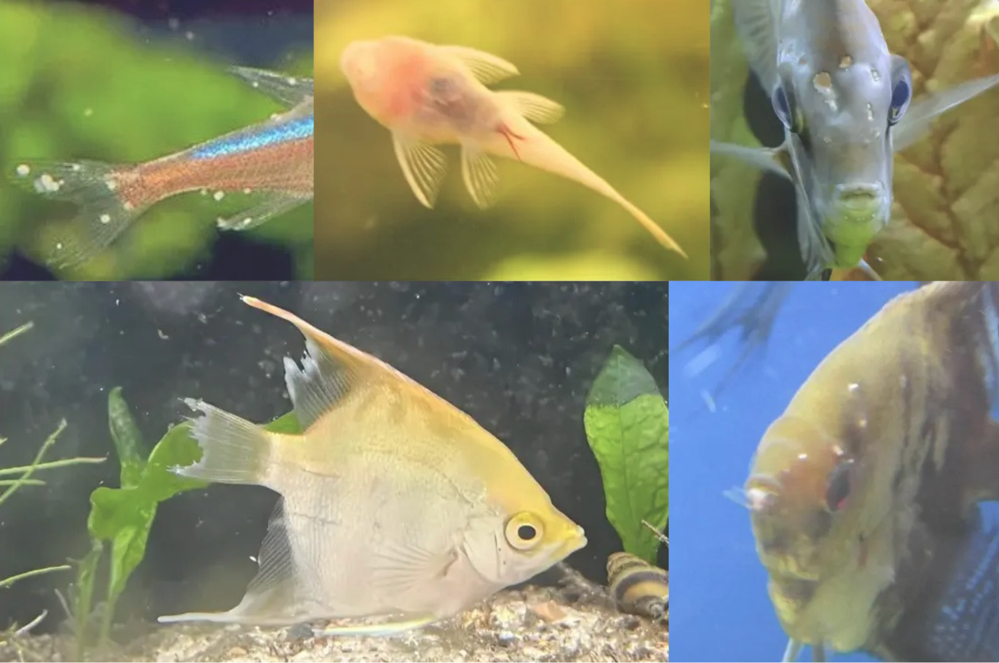 Collage of freshwater fish showing visible signs of disease including ich, fin rot, flukes, and hole-in-the-head