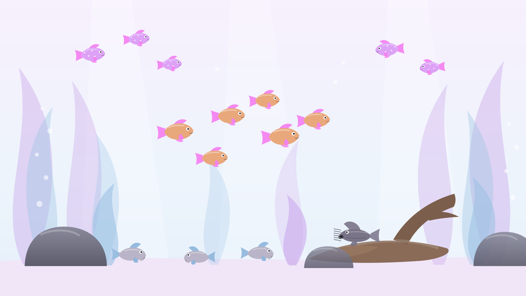 What Fish Should I Get for My First Tank? The Best Beginner Tropical Fish
