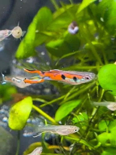 Russian Red Staeck Endlers