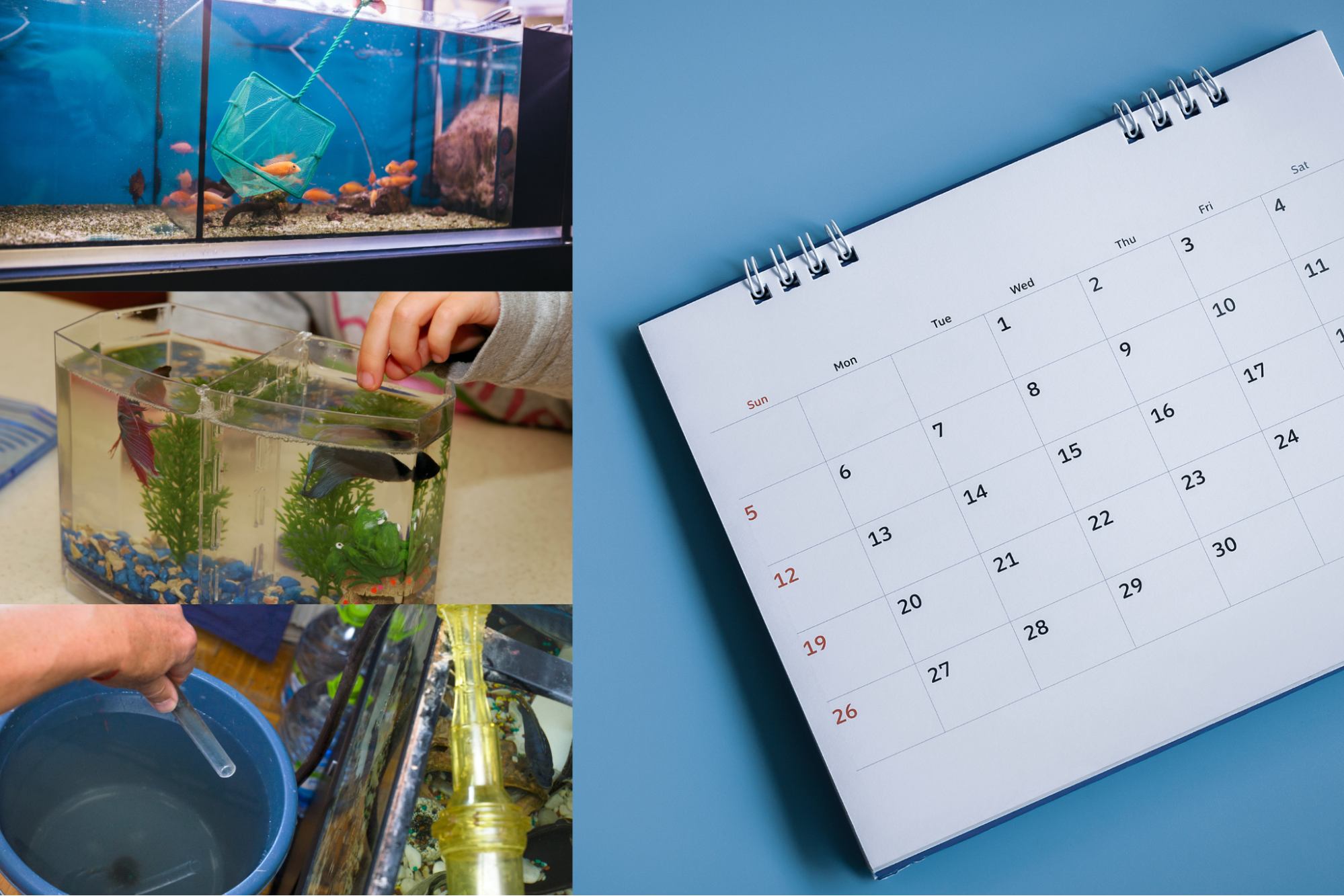 Calendar next to aquarium maintenance tasks showing a daily, weekly, and monthly fishkeeping routine