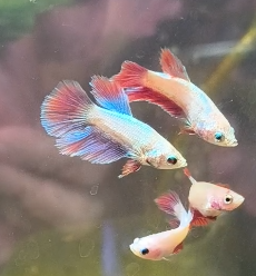 Female Bettas