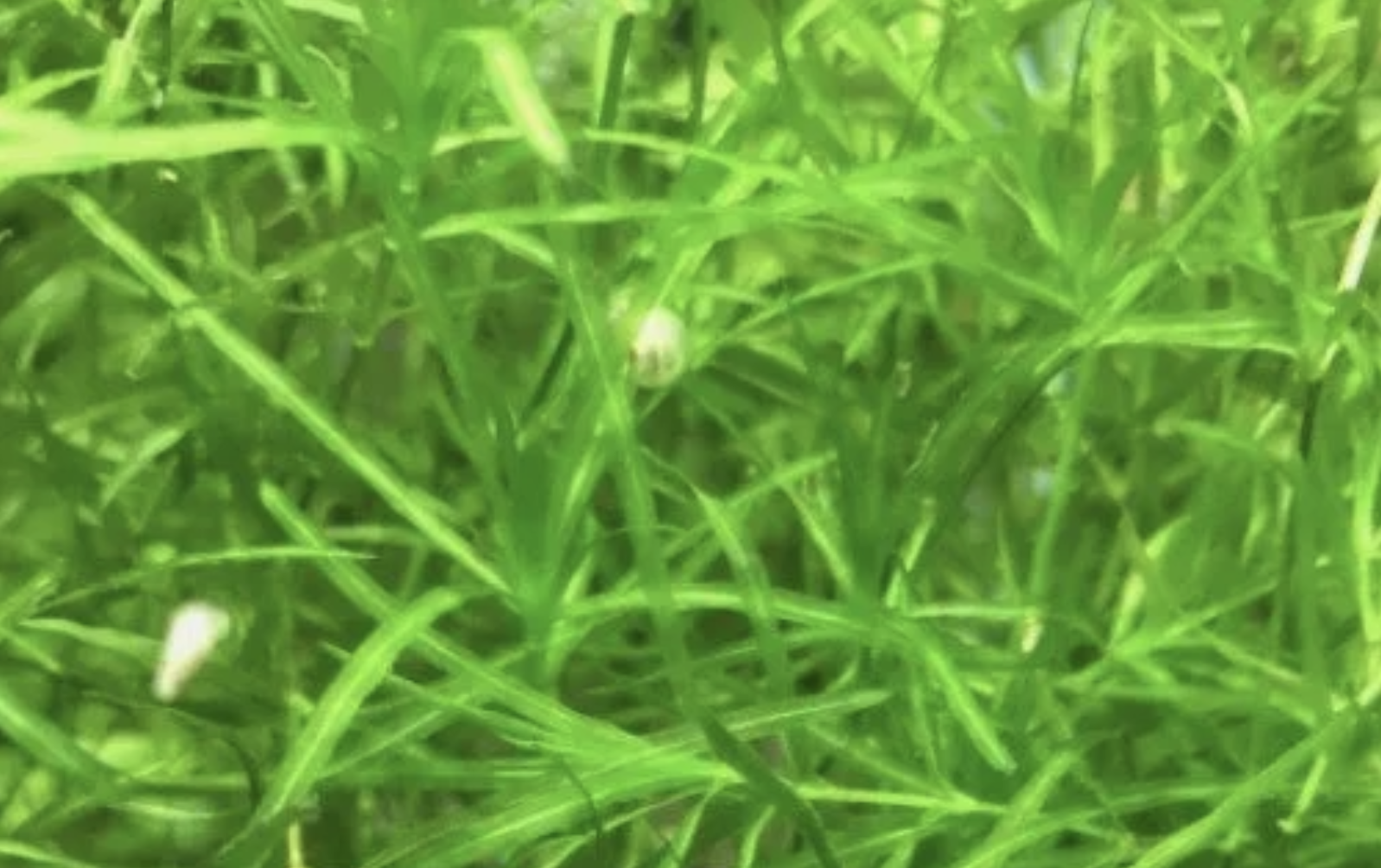 Guppy grass in a freshwater aquarium used as live plants for angelfish