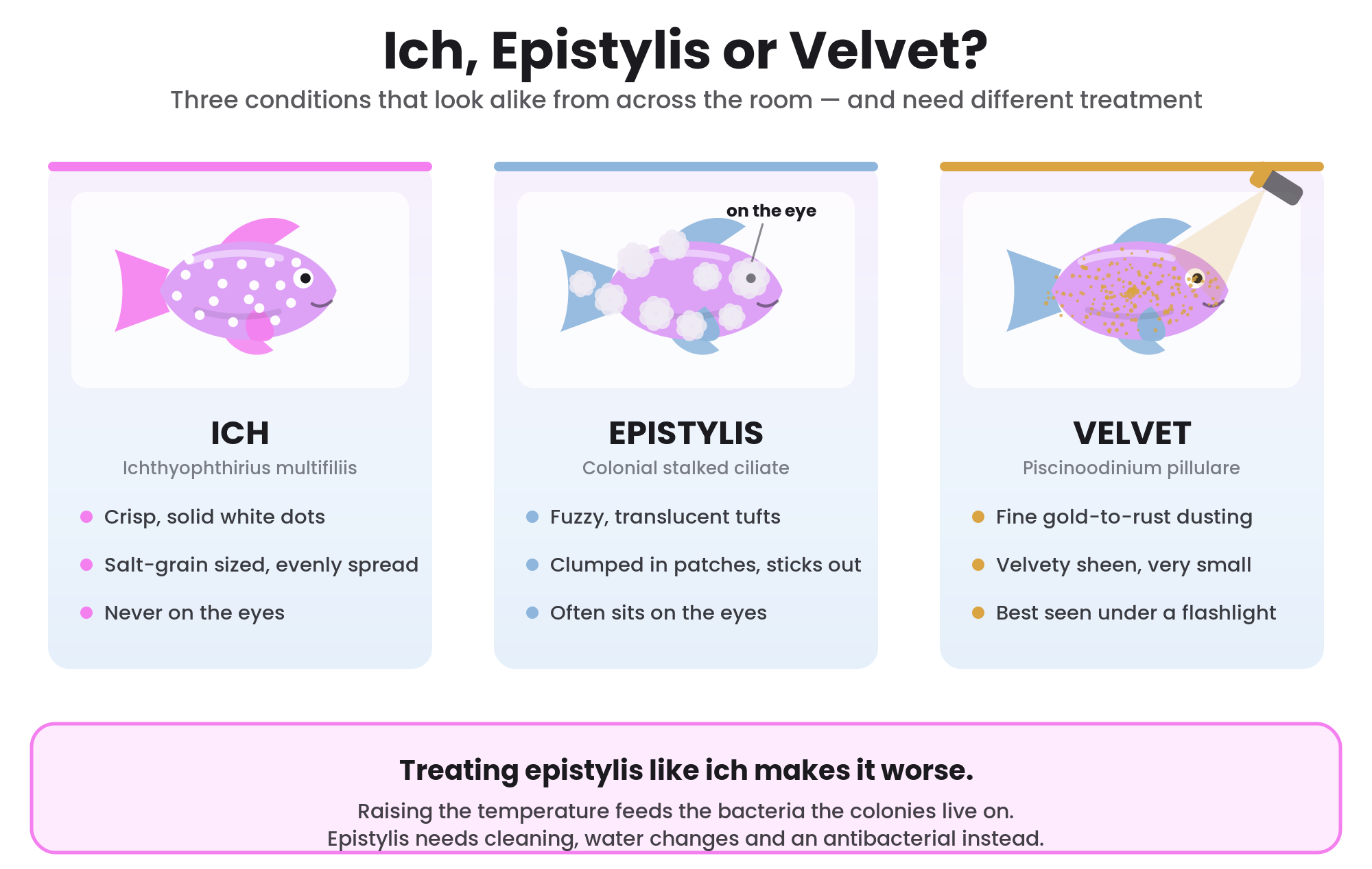 Illustrated infographic comparing ich, epistylis, and velvet on freshwater fish side by side