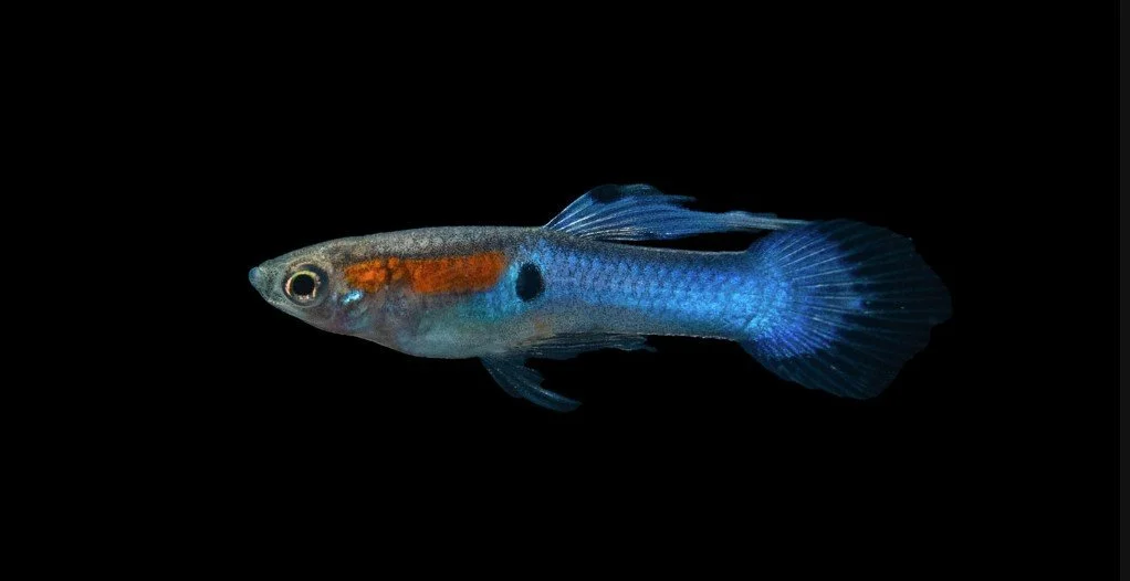Japan Blue Endlers