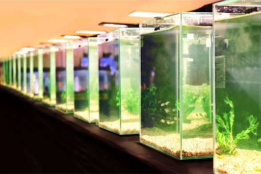 Row of clean freshwater aquariums in a fish room with clear water and healthy fish.