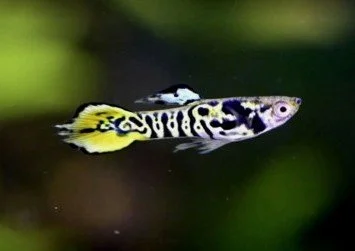 Yellow Tiger Endlers