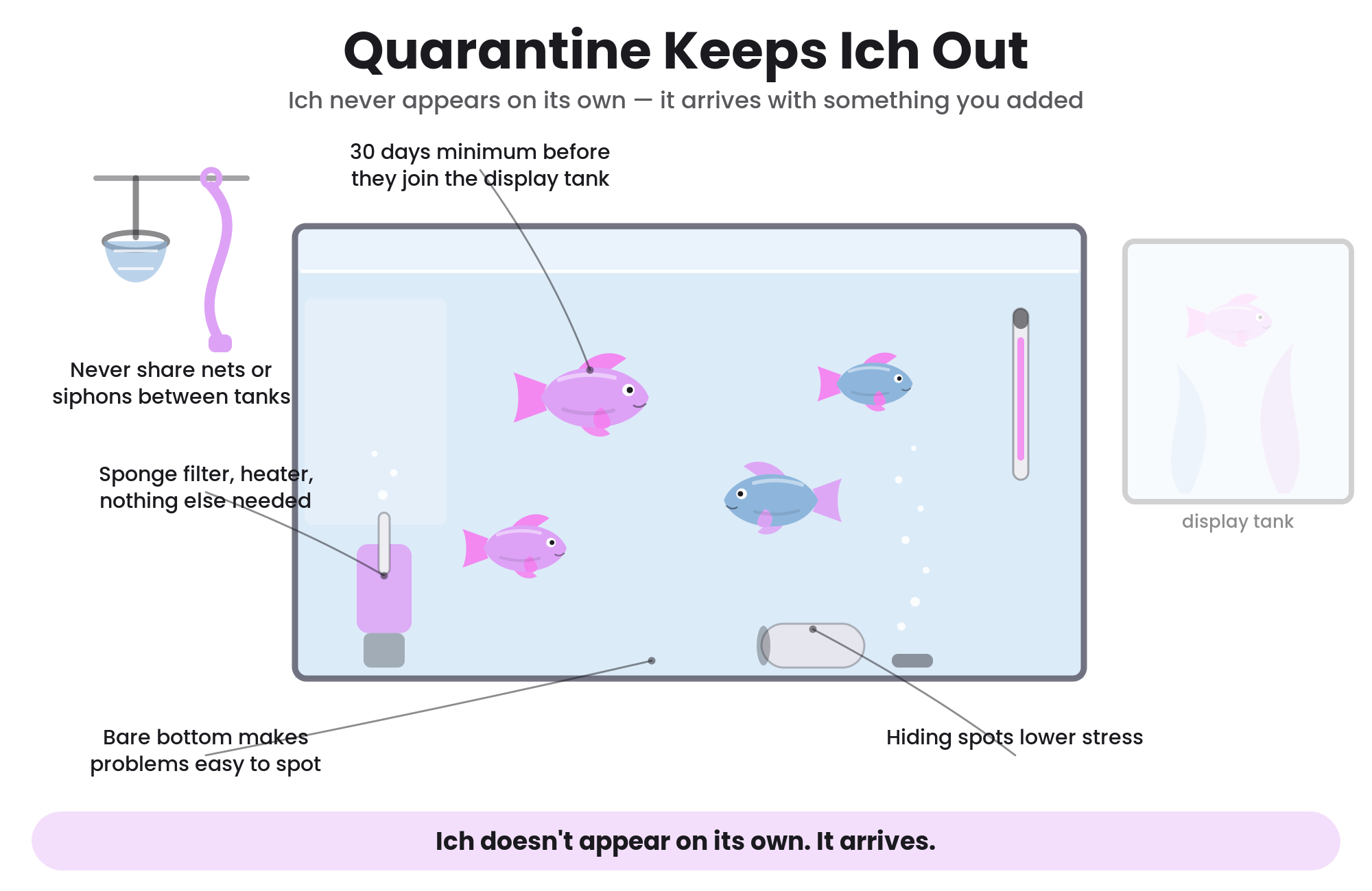 Illustrated quarantine tank setup for preventing ich in freshwater fish