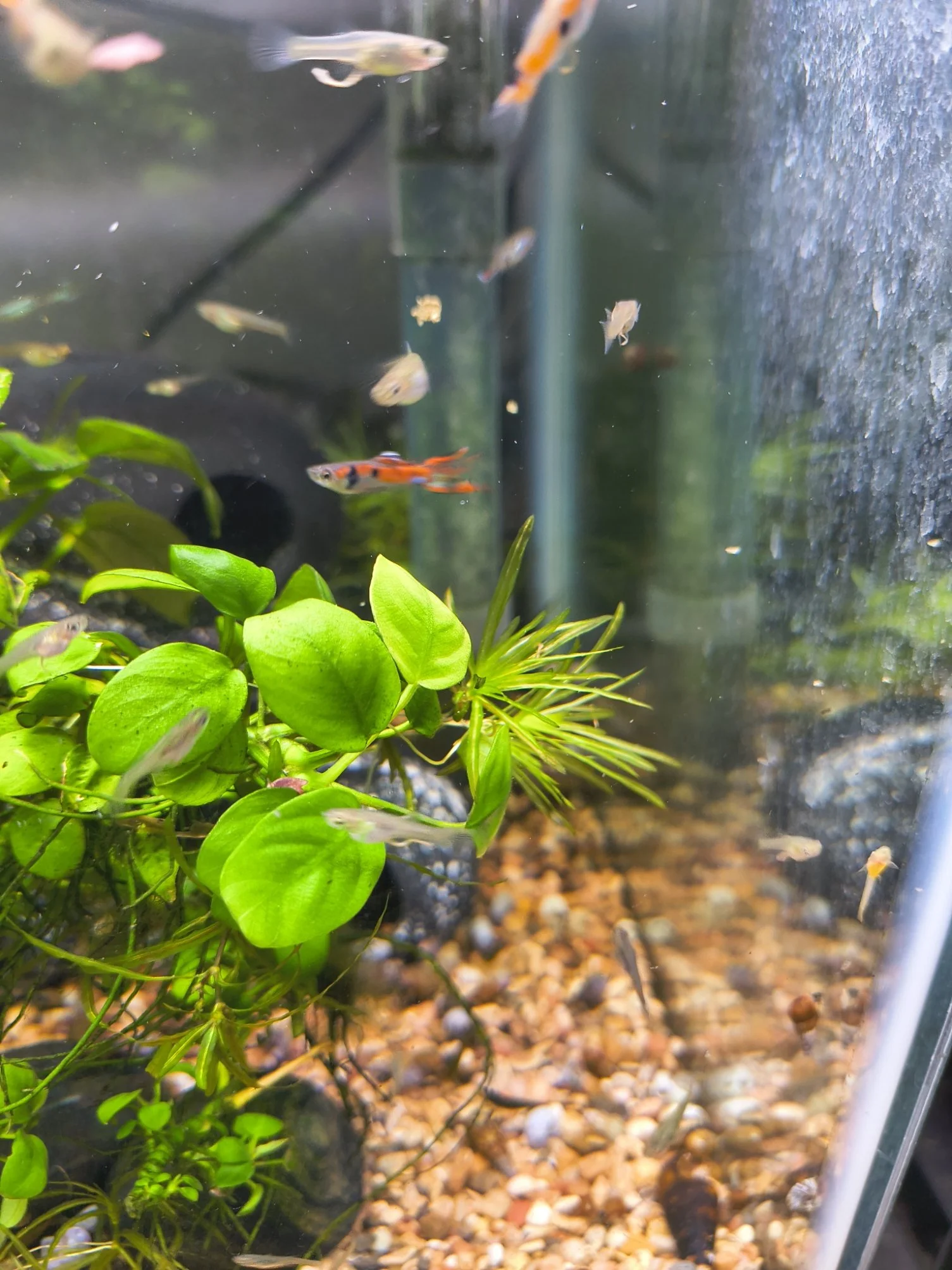 Rare Russian Red Staeck Endlers