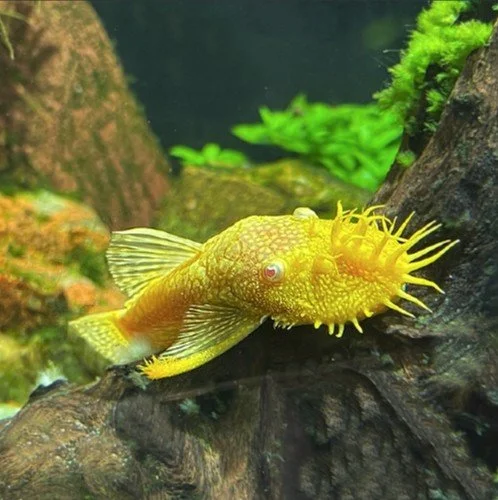 Albino Bushynose Plecos (Ancistrus)