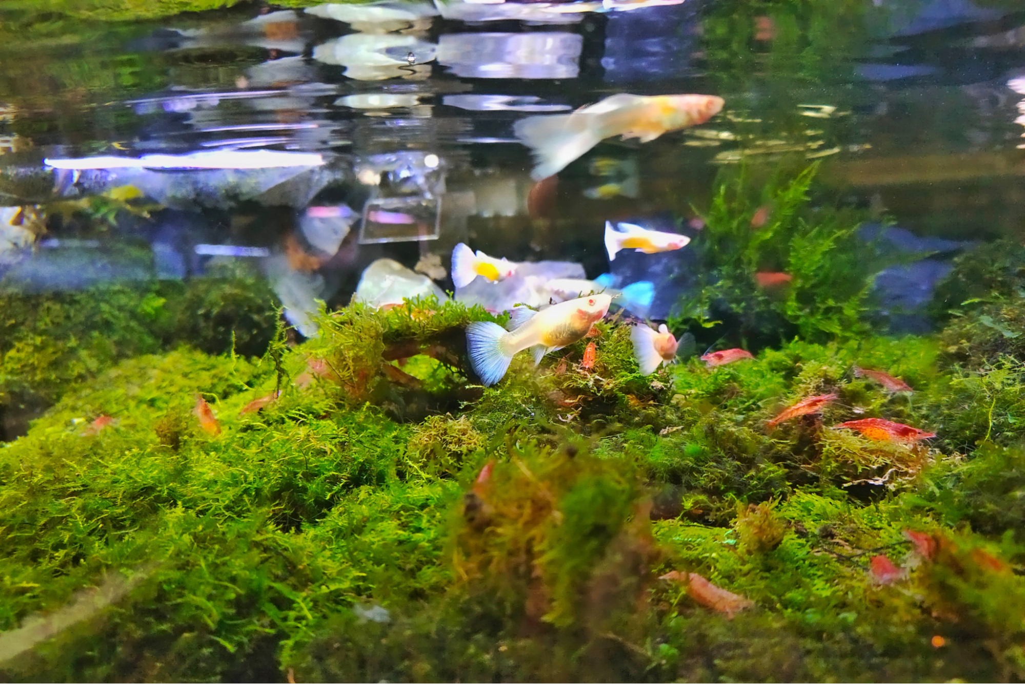image1.png