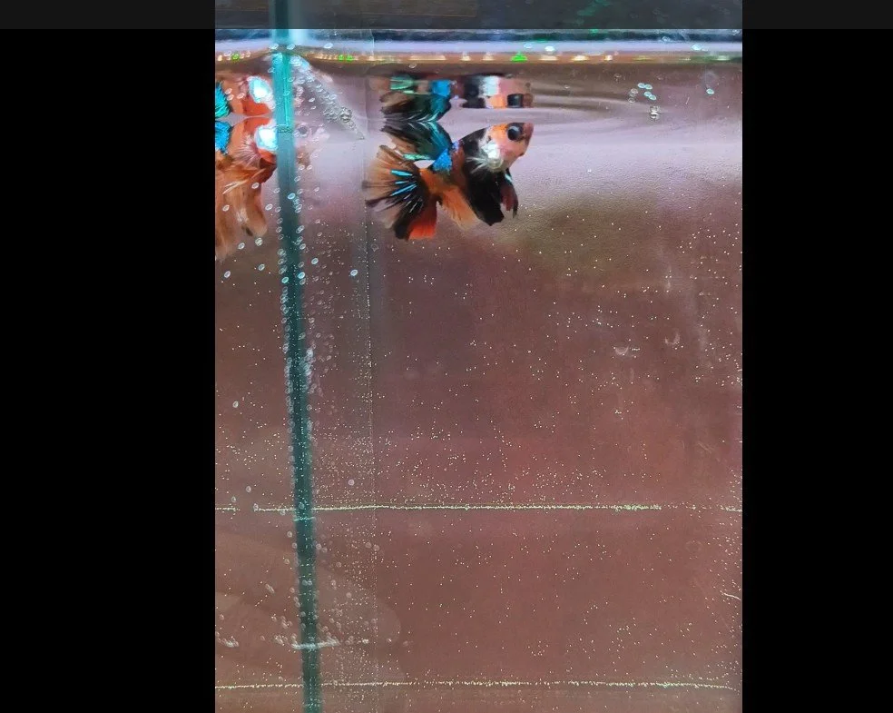 Screenshot 2026-06-26 222319.jpg