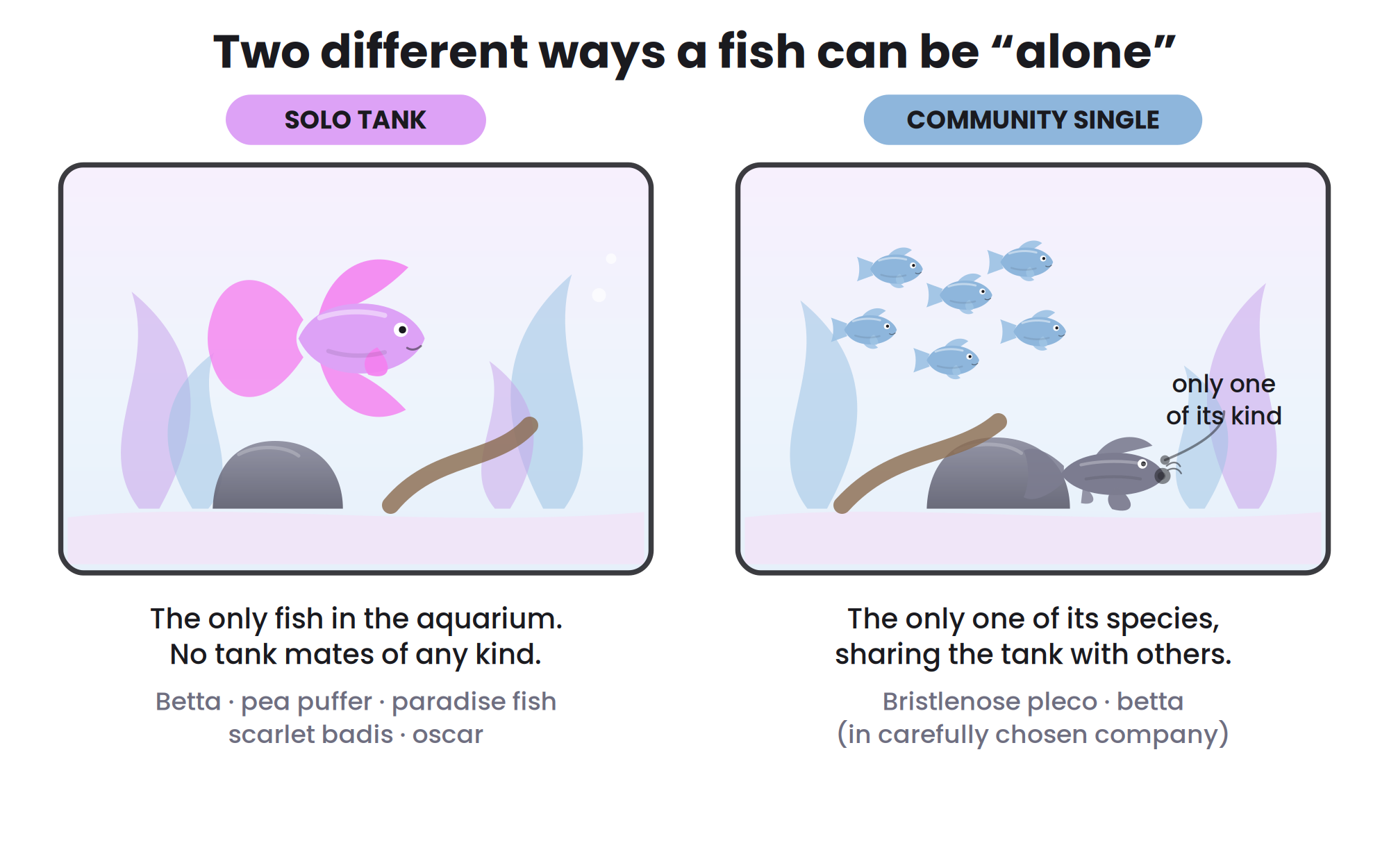 Diagram comparing a solo tank, where a betta is the only fish in the aquarium, with a community single, where a bristlenose pleco is the only one of its species among other fish