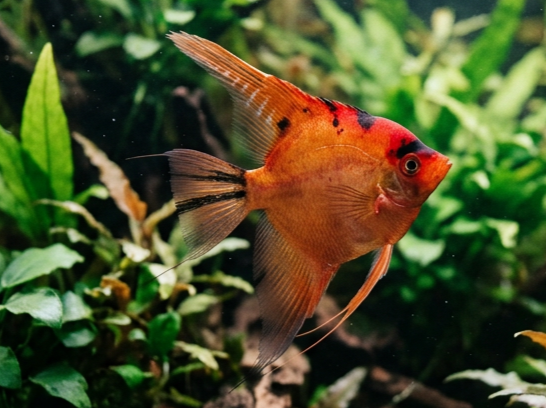 Parent Raised Red Devil Angelfish Dime/Nickel Sized PARENT RAISED